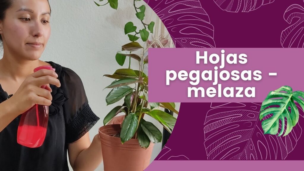 Por qué las hojas de las plantas se vuelven pegajosas