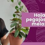 Por qué las hojas de las plantas se vuelven pegajosas