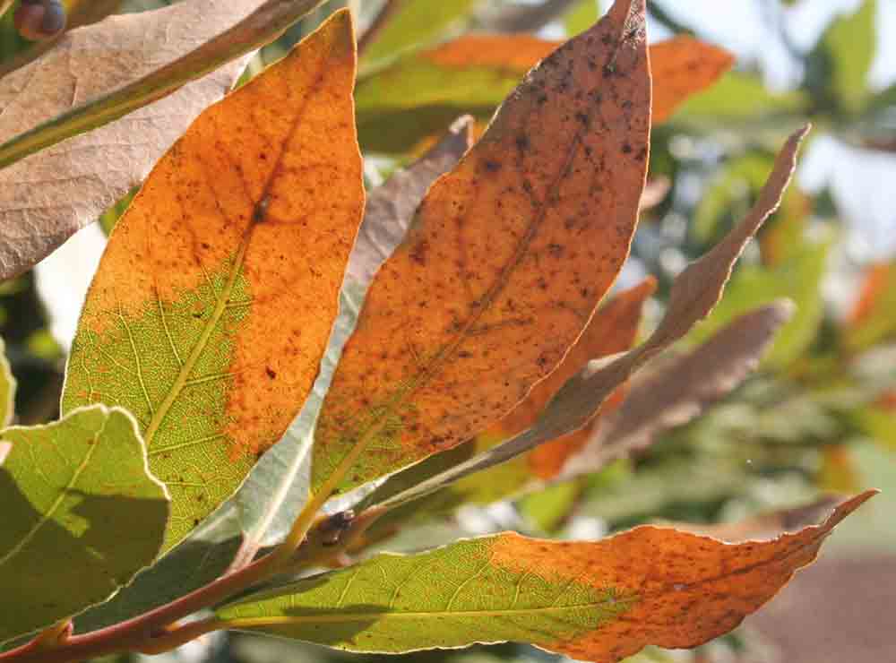Por qué las hojas de laurel se vuelven marrones y caen