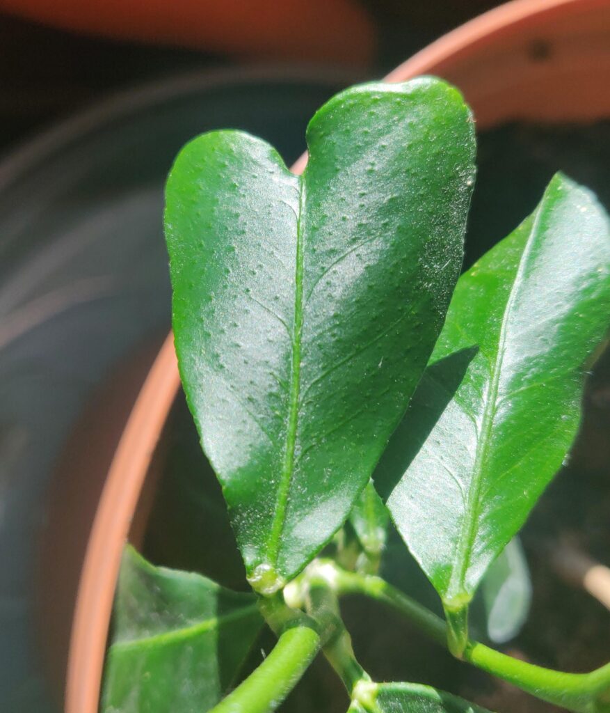 Por qué las hojas de lima se curvan y tienen forma de corazón