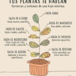 Por qué las hojas de los Impatiens se vuelven amarillas