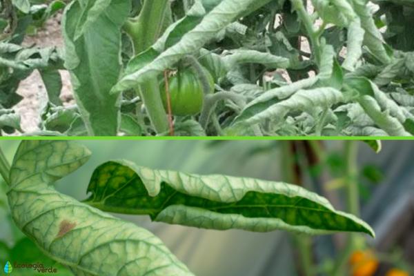 Por qué las hojas de los pimientos se enrollan y cómo cuidarlas