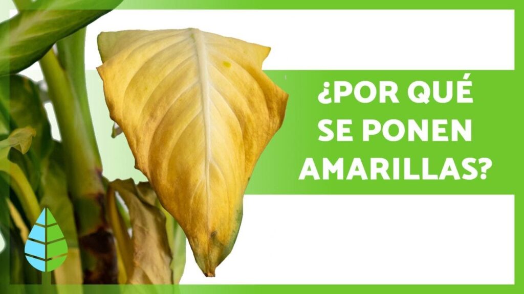 Por qué las hojas de los tulipanes se ponen amarillas por exceso de riego