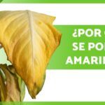 Por qué las hojas de los tulipanes se ponen amarillas por exceso de riego