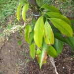 Por qué las hojas de mi árbol de lichi se tornan marrones