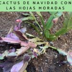 Por qué las hojas de mi cactus de Navidad se ponen moradas