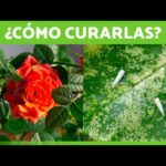 Por qué las hojas de mi rosal se tornan rojas y cómo arreglarlo