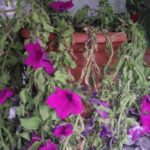 Por qué las hojas de mis petunias están amarillas