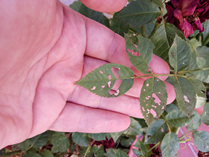 Por qué las hojas de mis rosales presentan agujeros