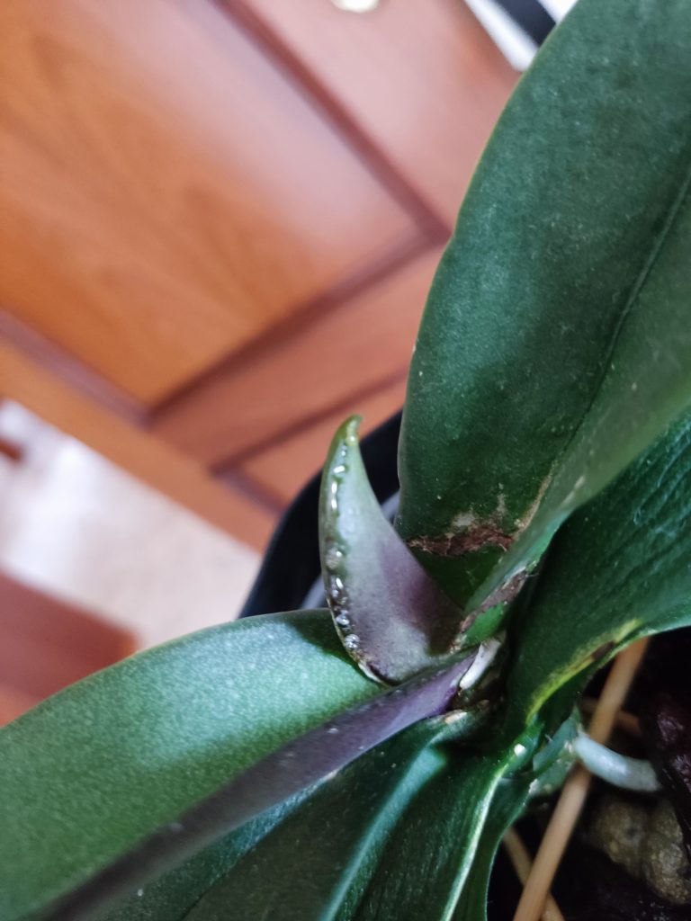 Por qué las hojas de orquídeas tienen una sustancia pegajosa