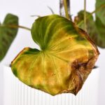 Por qué las hojas de sagú cambian de color a amarillo