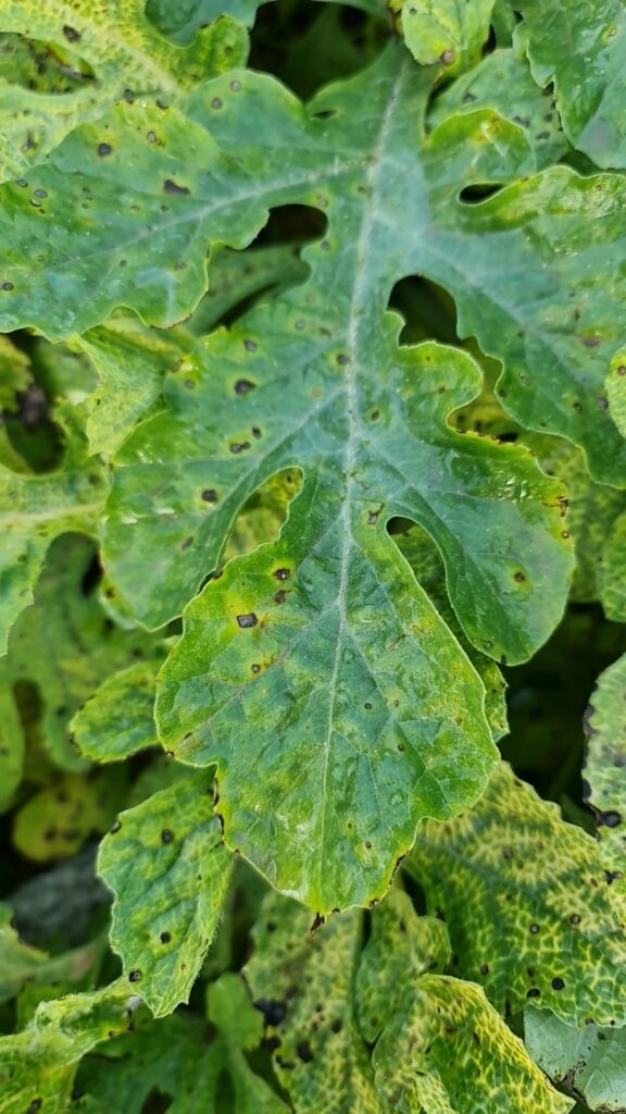 Por qué las hojas de sandía cambian de color Consejos preventivos