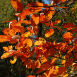 Por qué las hojas de tu guayabo cambian de color en otoño