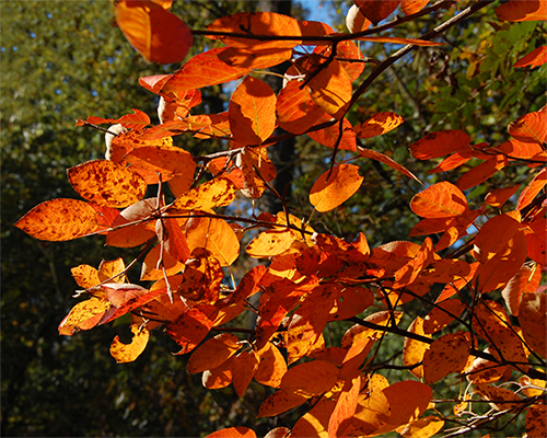 Por qué las hojas de tu guayabo cambian de color en otoño