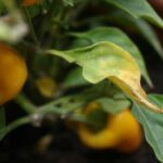 Por qué las hojas de un pimiento se vuelven amarillas