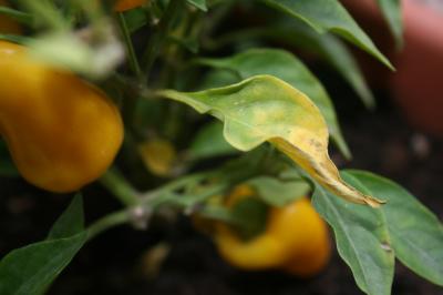 Por qué las hojas de un pimiento se vuelven amarillas