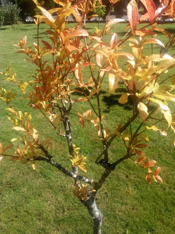 Por qué las hojas del granado se vuelven amarillas