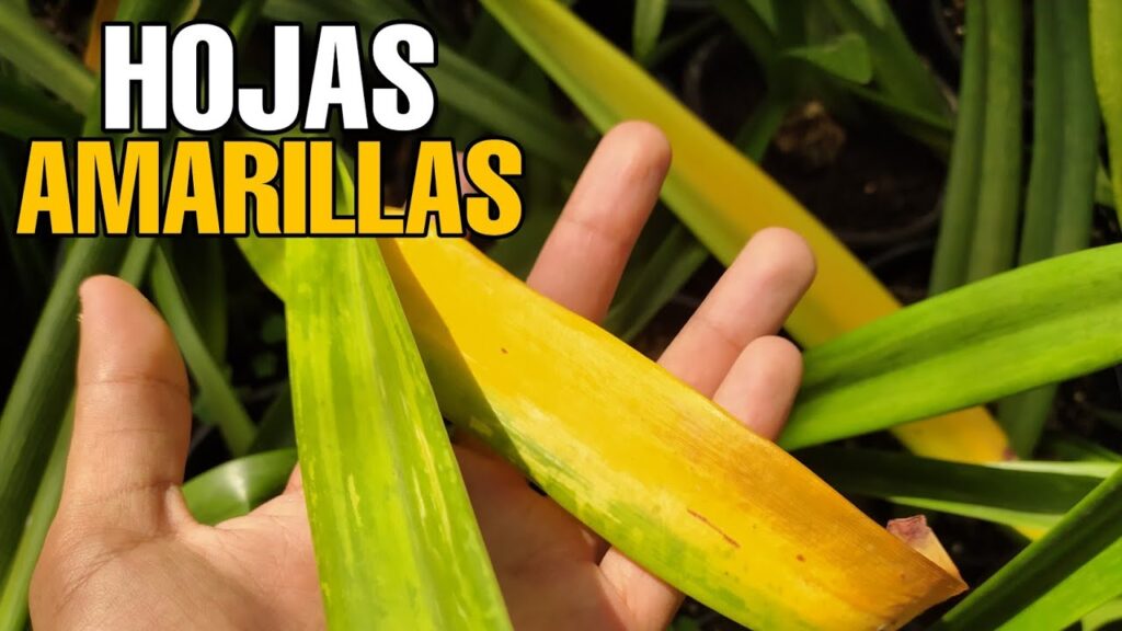 Por qué las hojas del lirio de los valles se ponen amarillas
