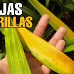 Por qué las hojas del lirio de los valles se ponen amarillas