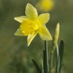 Por qué las hojas del narciso se vuelven amarillas