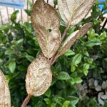 Por qué las hojas del Viburnum se vuelven marrones