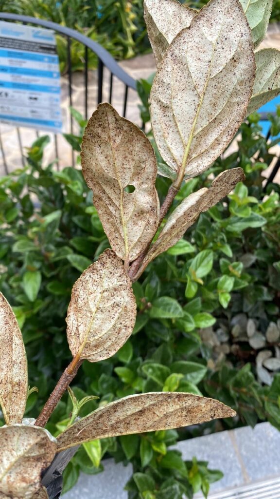 Por qué las hojas del Viburnum se vuelven marrones