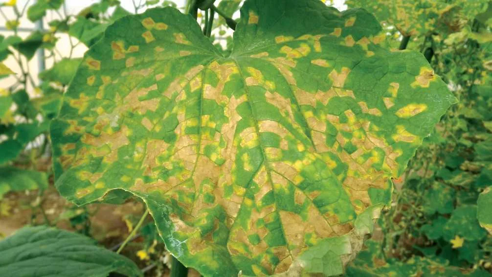 Por qué las hojas verdes presentan venas amarillas