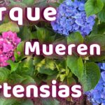 Por qué las hortensias se marchitan al plantarlas