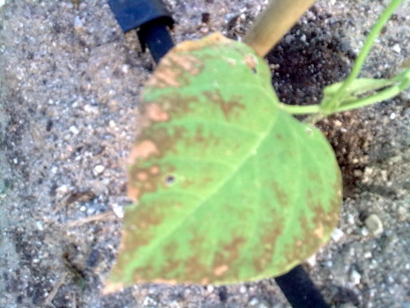 Por qué las judías verdes presentan manchas marrones