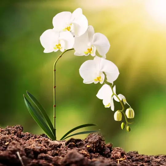 Por qué las orquídeas terrestres son plantas tan fascinantes