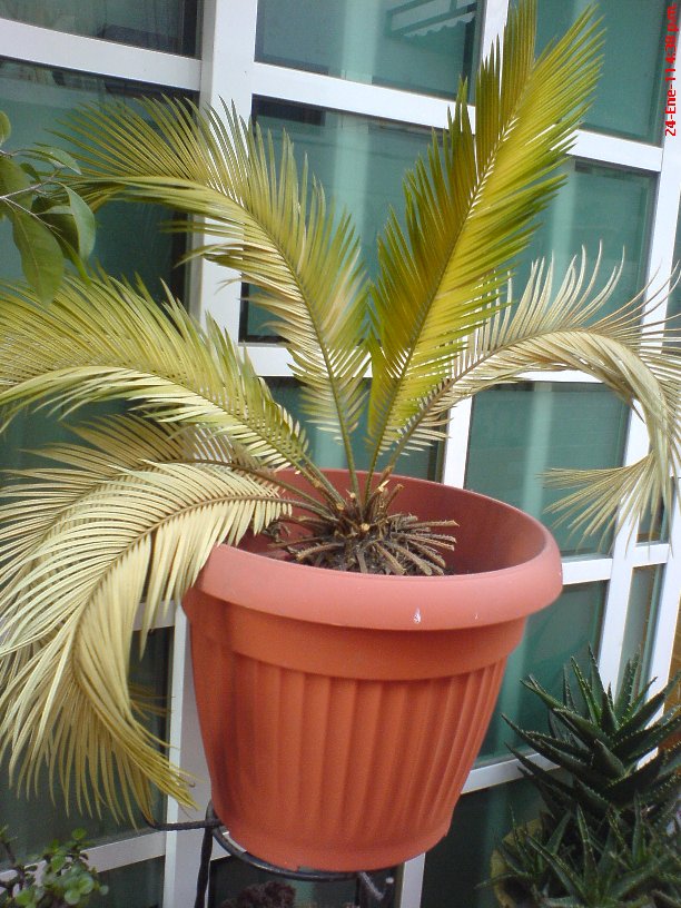 Por qué las palmas sago se tornan marrones y cómo remediarlo