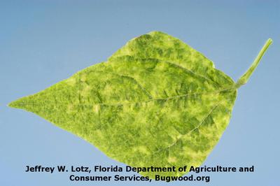 Por qué las plantas de frijoles tienen hojas amarillas