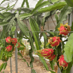 Por qué las plantas de pitahaya no producen flores