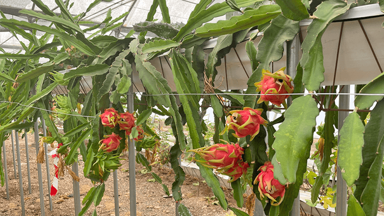 Por qué las plantas de pitahaya no producen flores