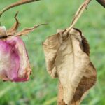 Por qué las plantas mueren en invierno si son seres vivos