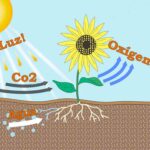 Por qué las plantas necesitan oxígeno para sobrevivir