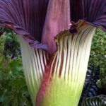 Por qué las plantas termogénicas producen calor