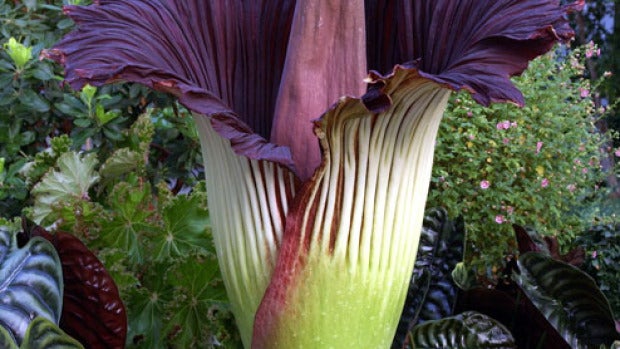 Por qué las plantas termogénicas producen calor