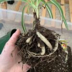 Por qué las raíces de mi planta araña están hinchadas