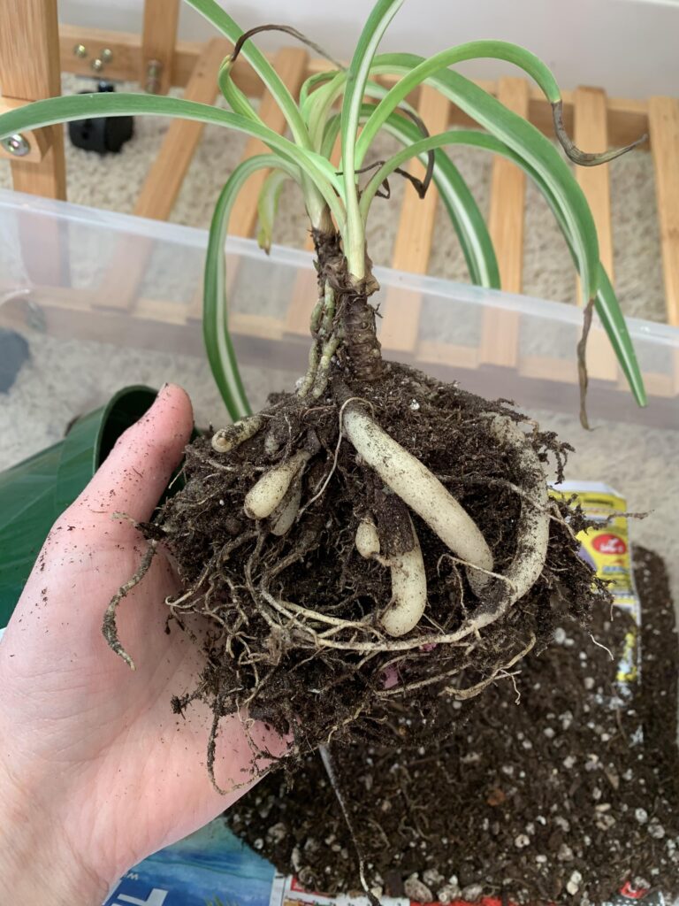 Por qué las raíces de mi planta araña están hinchadas