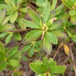 Por qué las ramas de las azaleas se vuelven negras