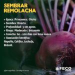 Por qué las remolachas son pequeñas y cómo solucionarlo