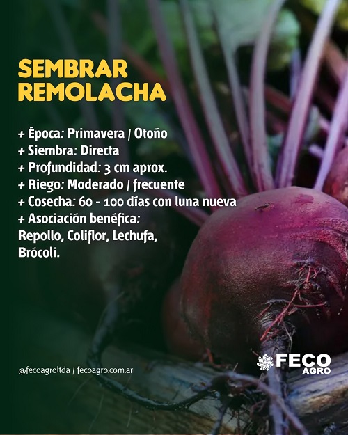 Por qué las remolachas son pequeñas y cómo solucionarlo