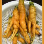 Por qué las zanahorias se deforman y cómo solucionarlo