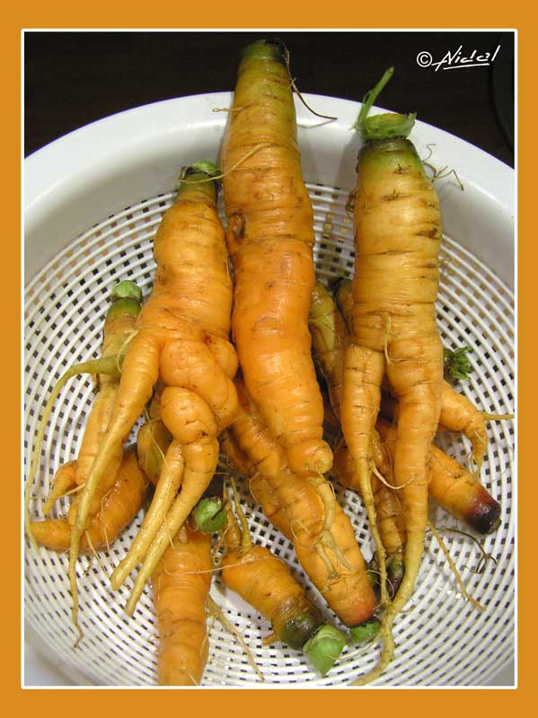 Por qué las zanahorias se deforman y cómo solucionarlo