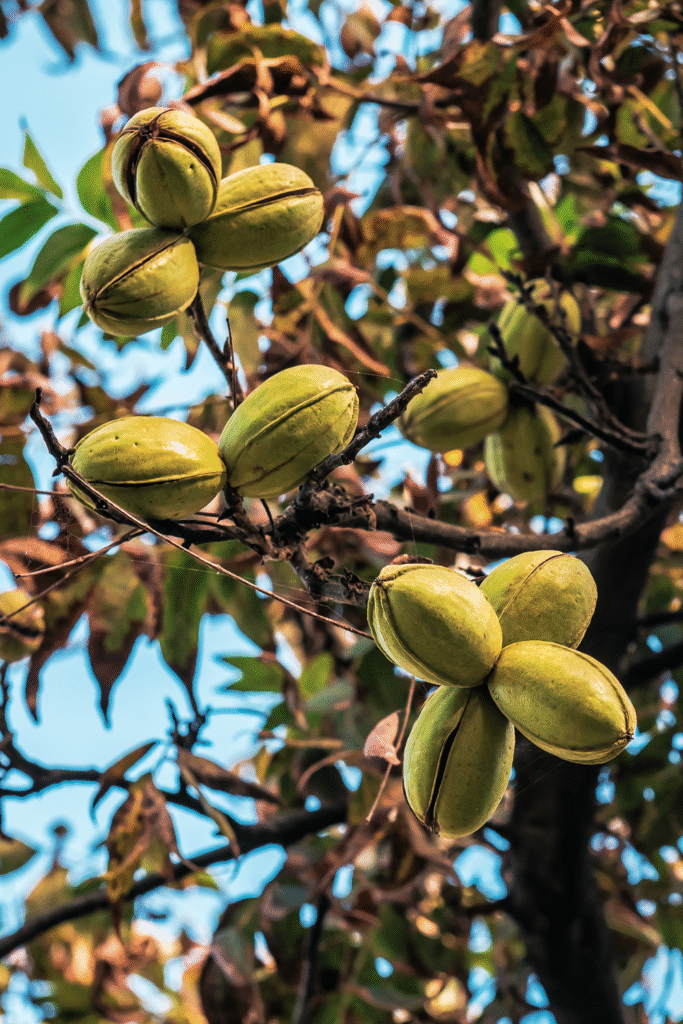 Por qué los árboles de pecán gotean savia en primavera