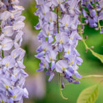 Por qué los brotes de wisteria no se abren correctamente
