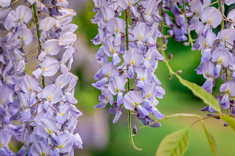 Por qué los brotes de wisteria no se abren correctamente
