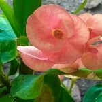 Por qué los capullos de hibisco se caen Causas y soluciones