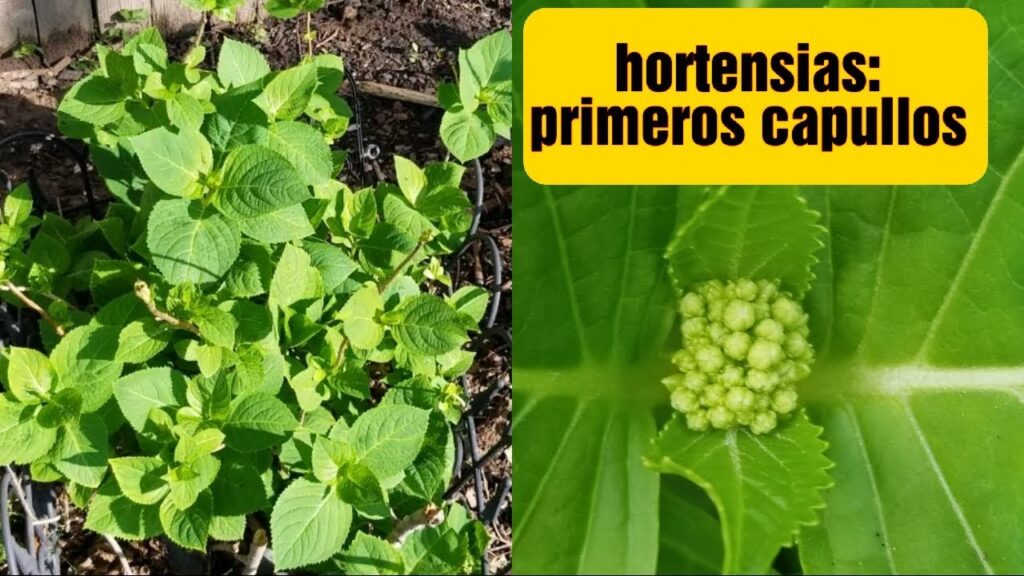 Por qué los capullos de hydrangea son verdes